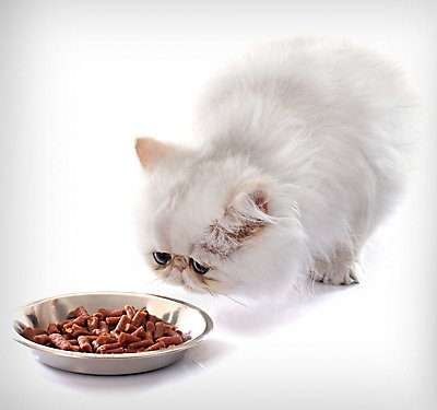 Getting Your Finicky Cat to Eat