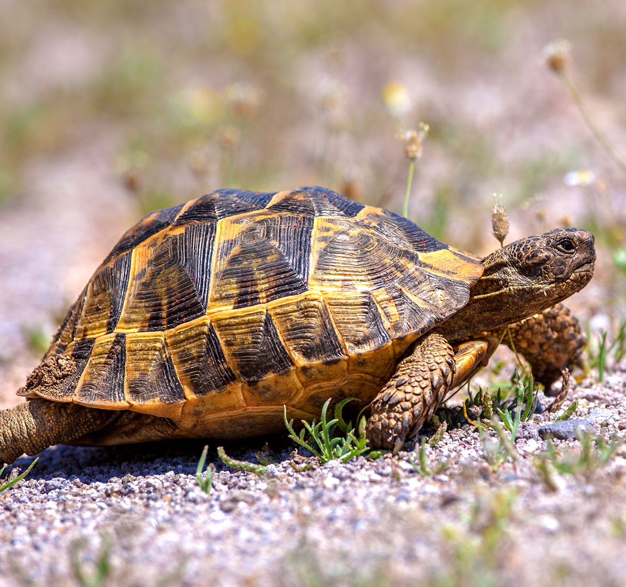 Greek, Russian and Hermann Tortoise Care Guide