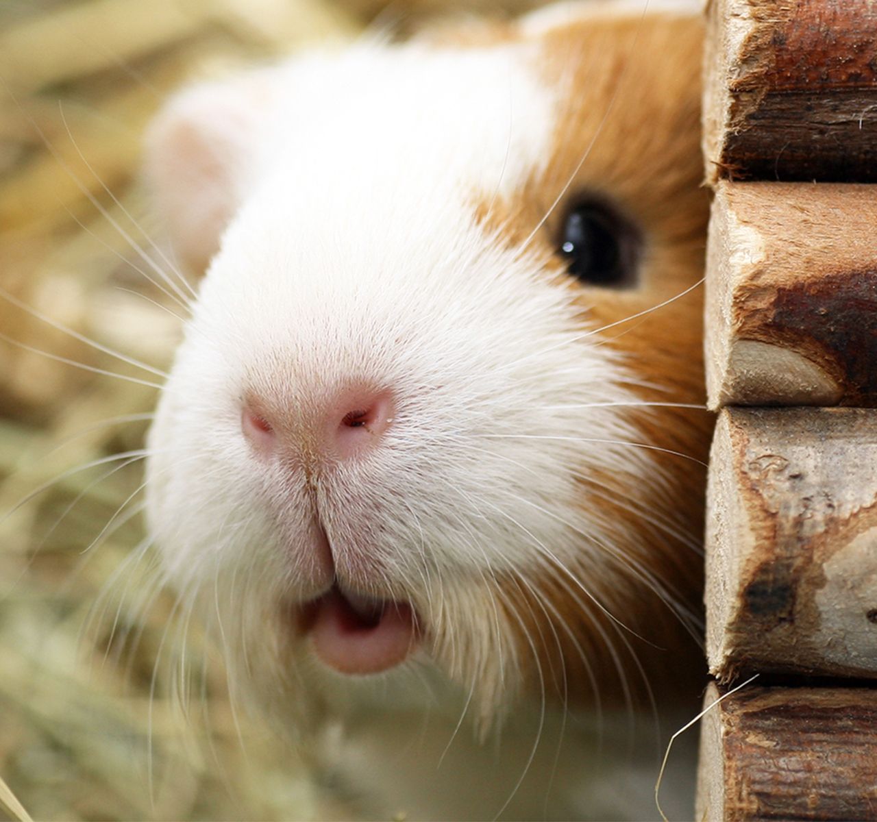 Guinea Pigs