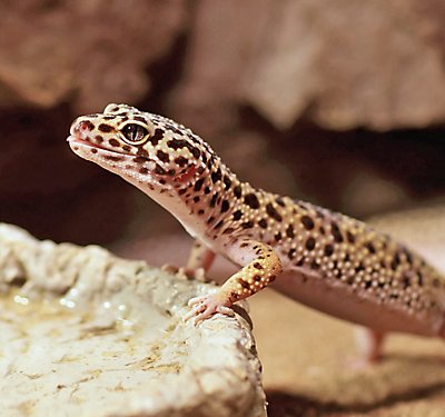 Supplies You’ll Need for Your Reptile Terrarium Setup