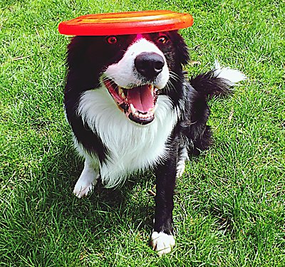 Keep Your Dog out of Trouble with a Treat-dispensing Toy
