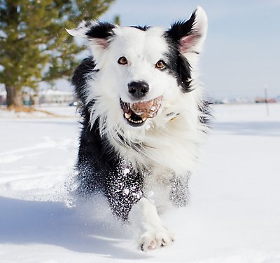 Winter Pet Safety: Keeping Warm & Healthy
