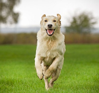 Living Large: Nutrition for Big Dogs