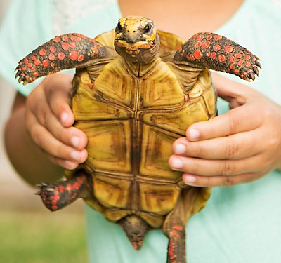 Tortoise & Turtle Supplies: What You Need To Care For Your Pet