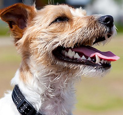 Learn About Dental Health for Dogs