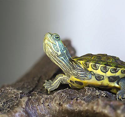 10 Things You Need to Know About Keeping Reptiles as Pets