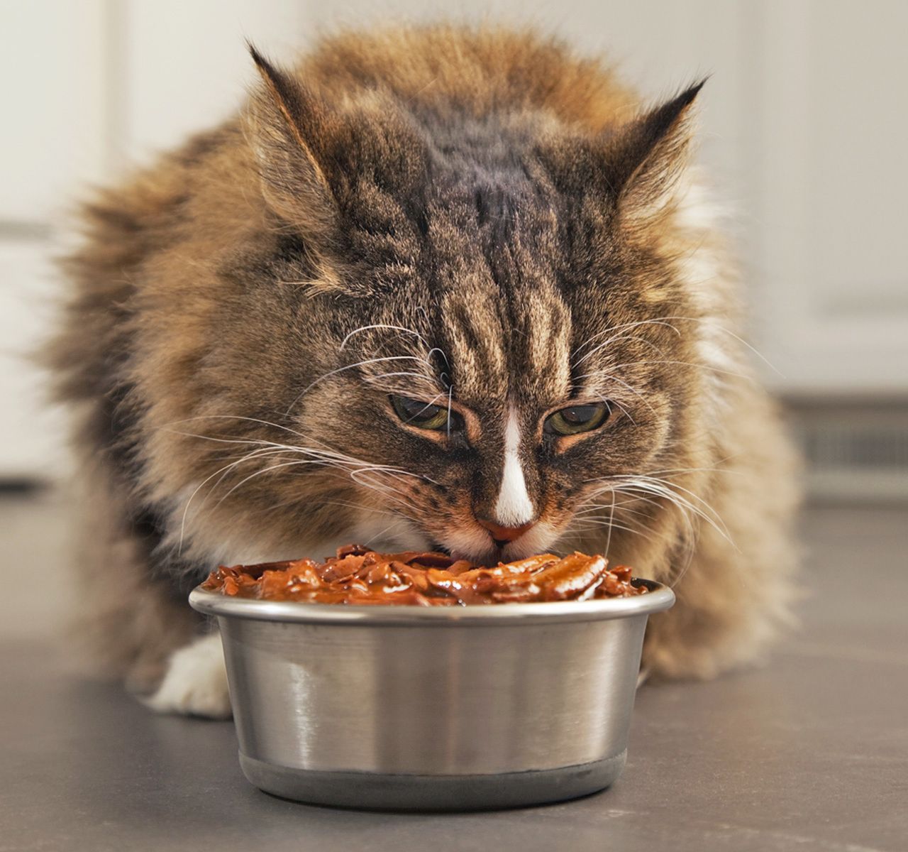 Should Your Cat's Food Be Grain Free?