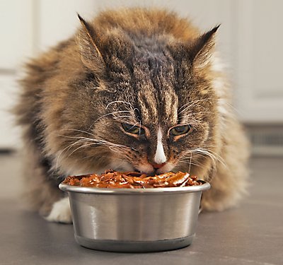 Should Your Cat's Food Be Grain Free?