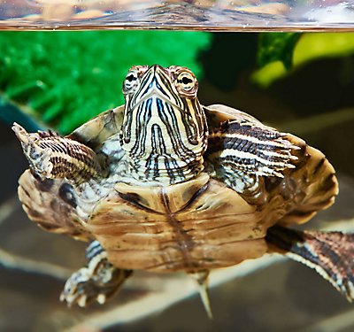 So, You Want a Turtle or Tortoise?