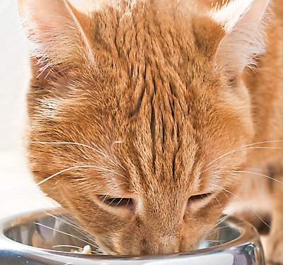 Should I Feed My  Cat Wet or Dry Food?
