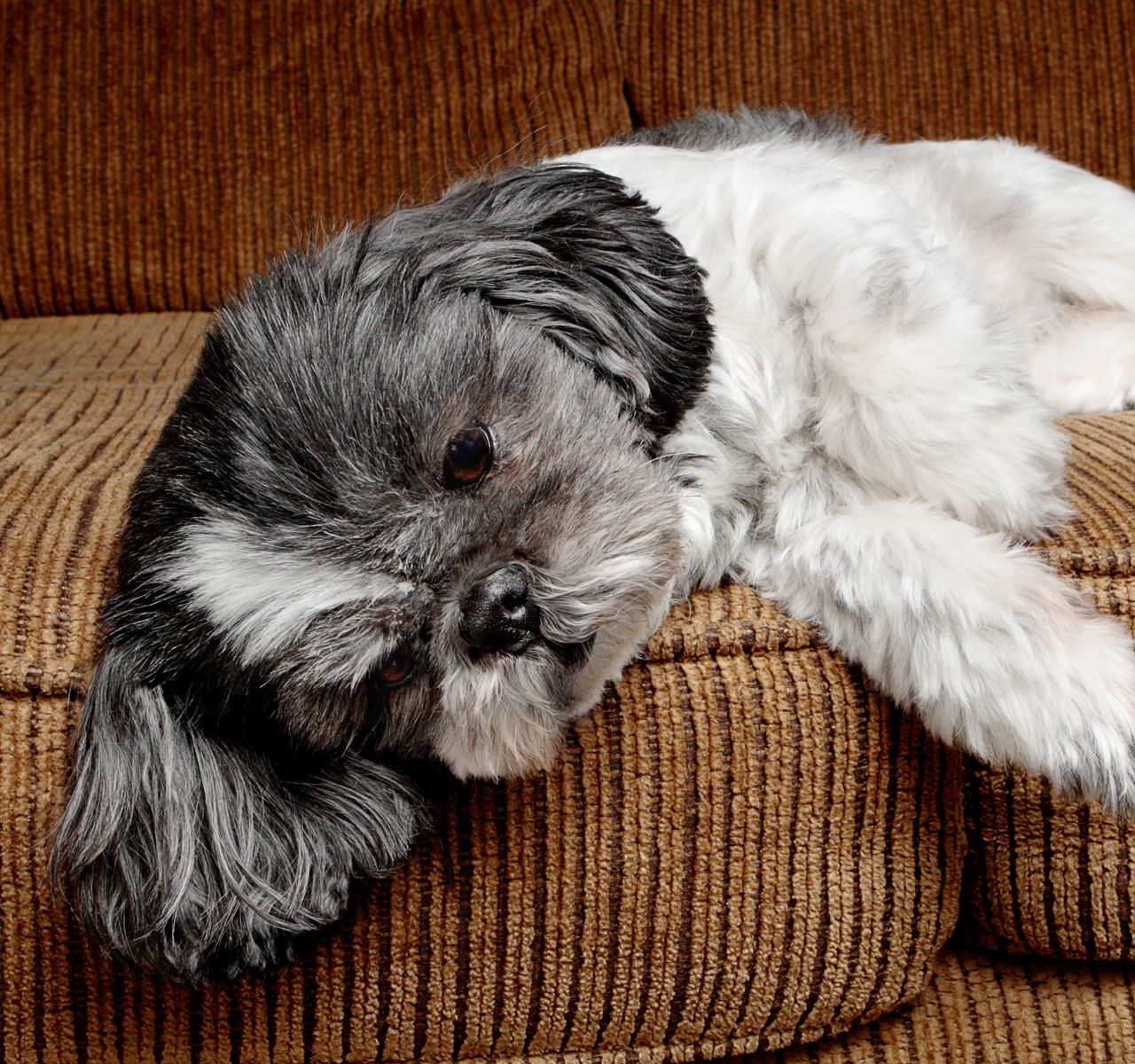 How to Help Your Dog’s Upset Stomach