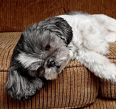 How to Help Your Dog’s Upset Stomach