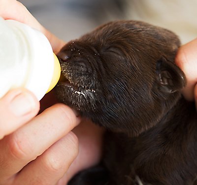 How to Use Puppy Milk Replacements