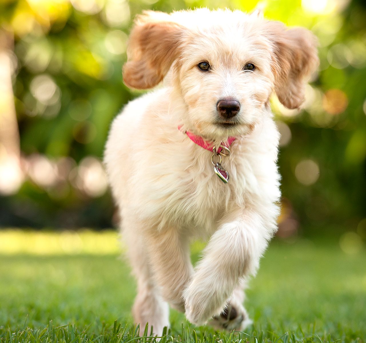 Vitamins, Minerals and Herbal Remedies for Dogs