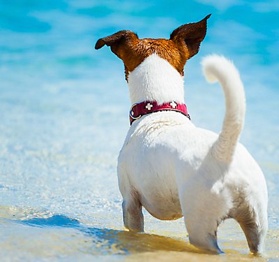 Water Safety Tips for Dogs