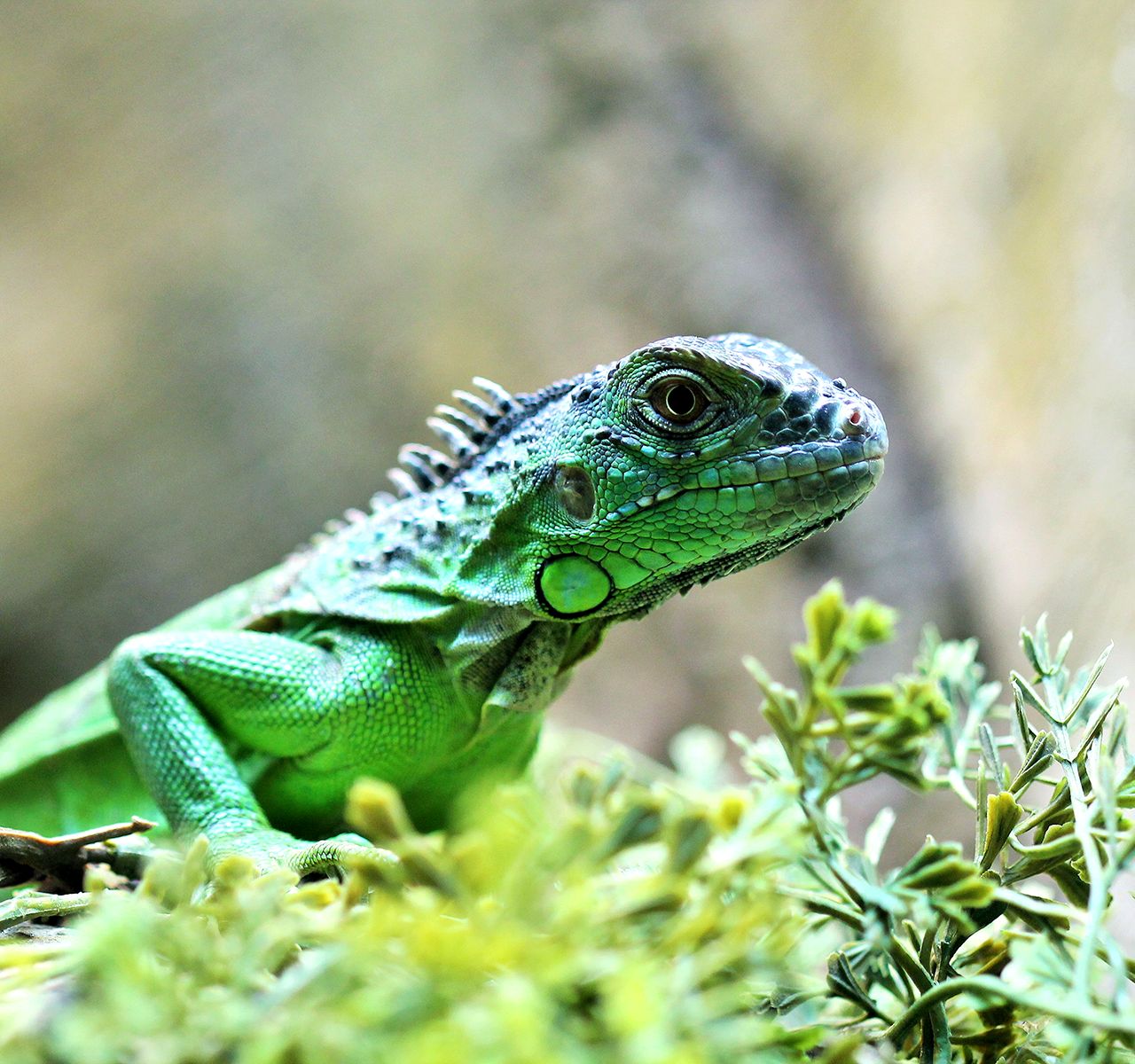 What Climate Does My Reptile Need?