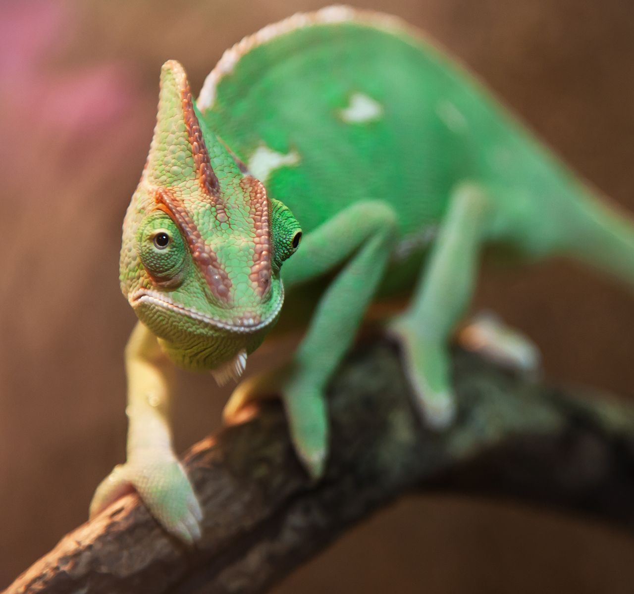 What to Feed Your Pet Lizard or Turtle