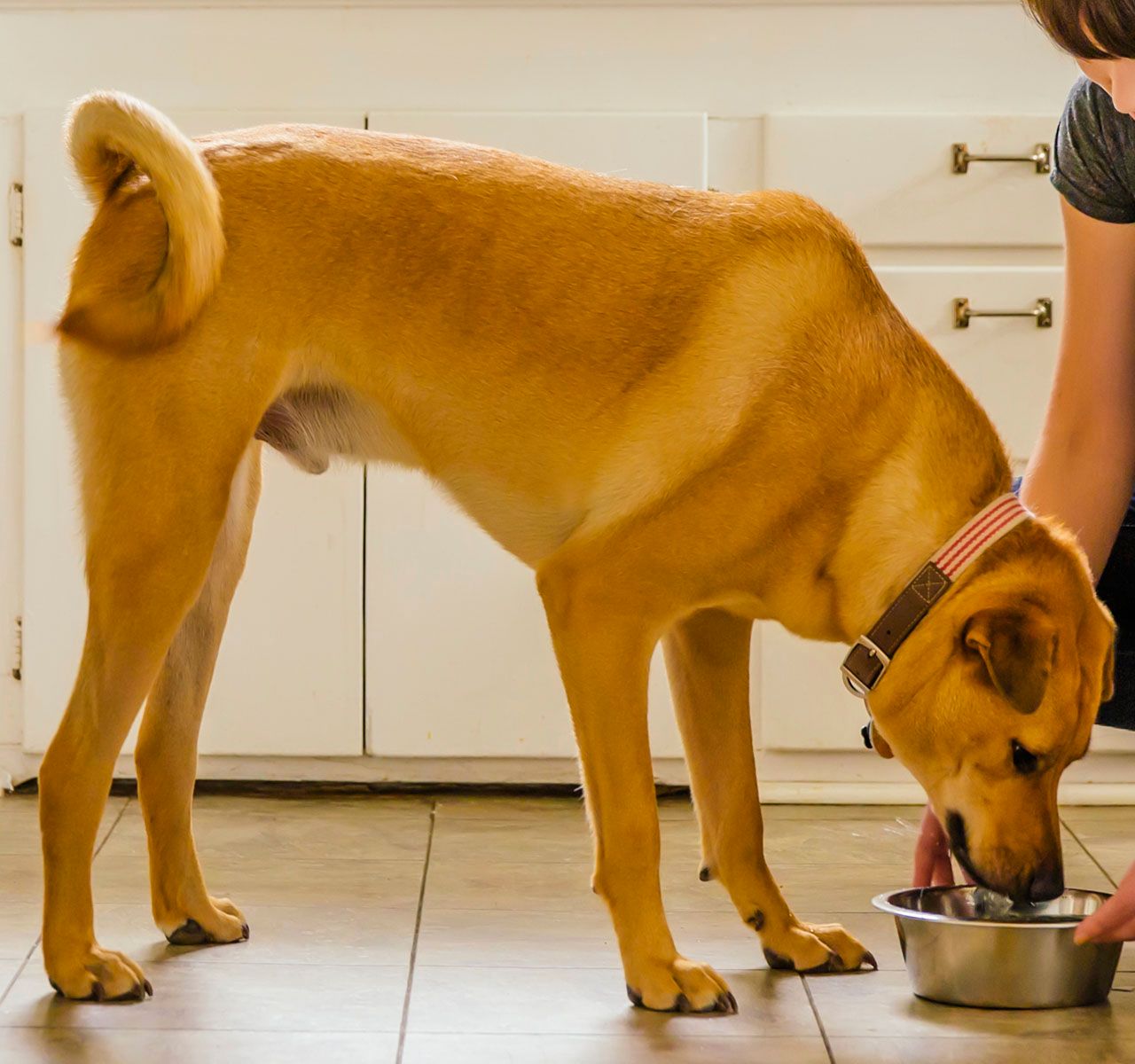 Safely Changing Your Dog’s Diet