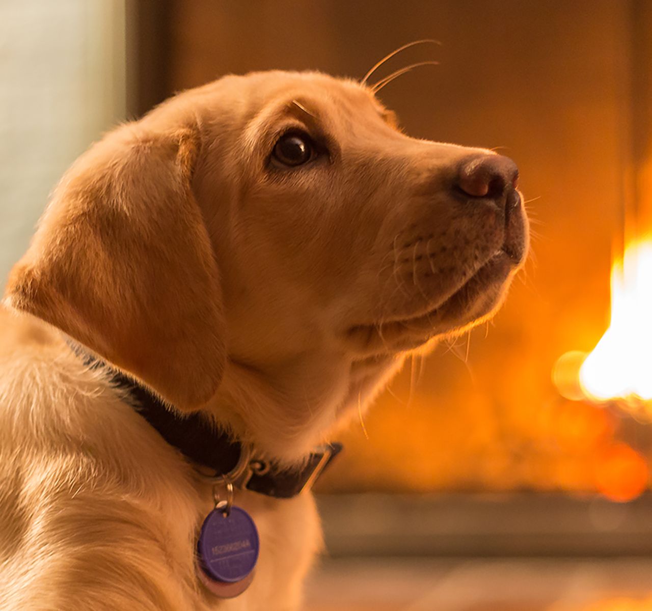 Pet Wildfire Safety: Tips for Protecting Your Pet During a Wildfire