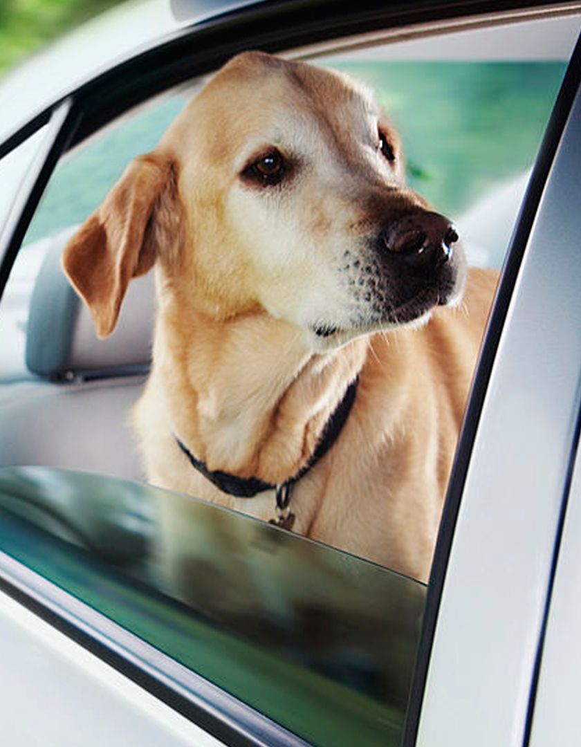 Dog Supplies Dog Products & Accessories PetSmart