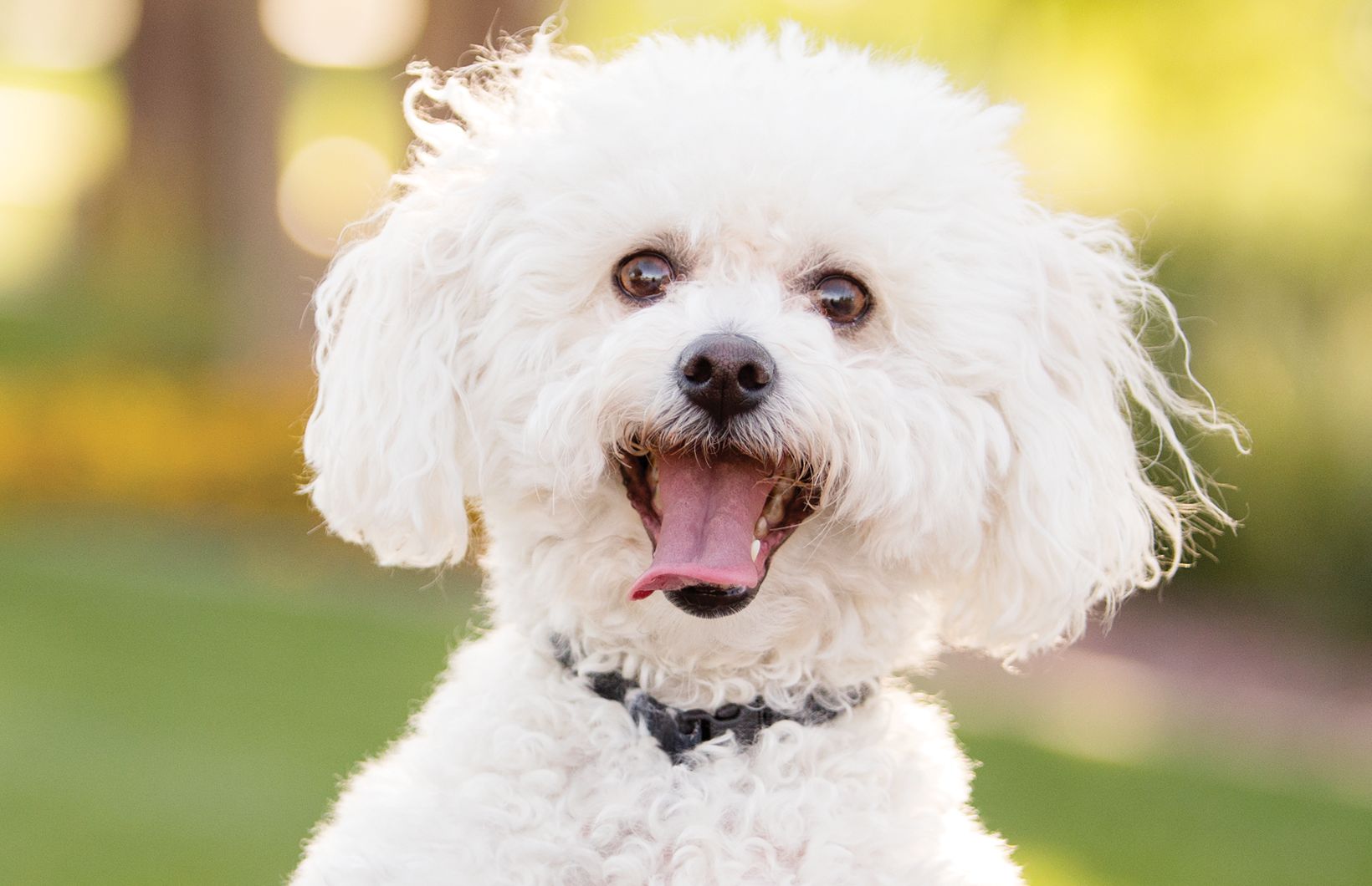 Good Natured Dog & Puppy Food PetSmart