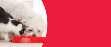 litter header
