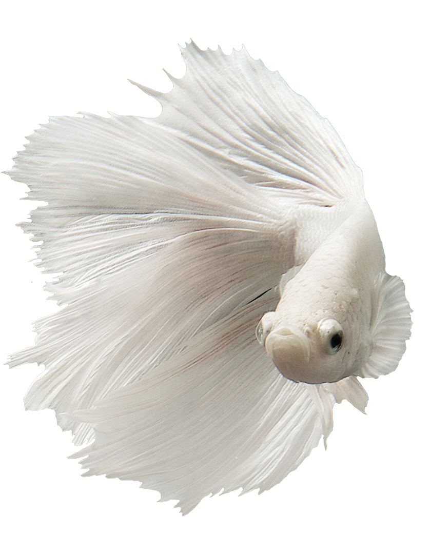 AMAZING AQUATICS SALE