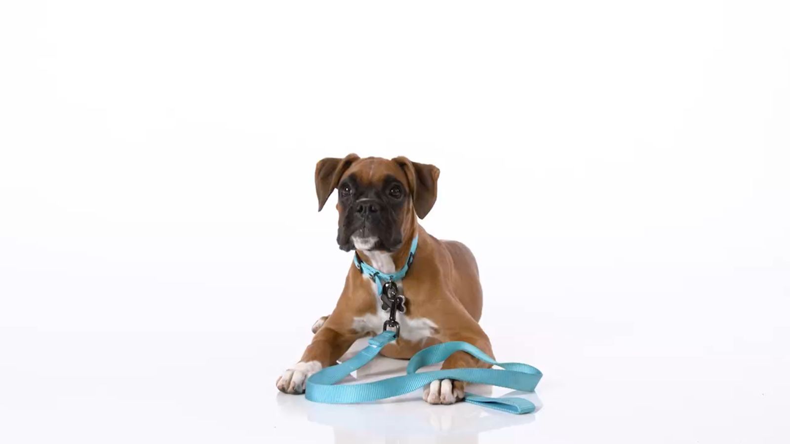 Pet Supplies, Accessories and Products Online PetSmart