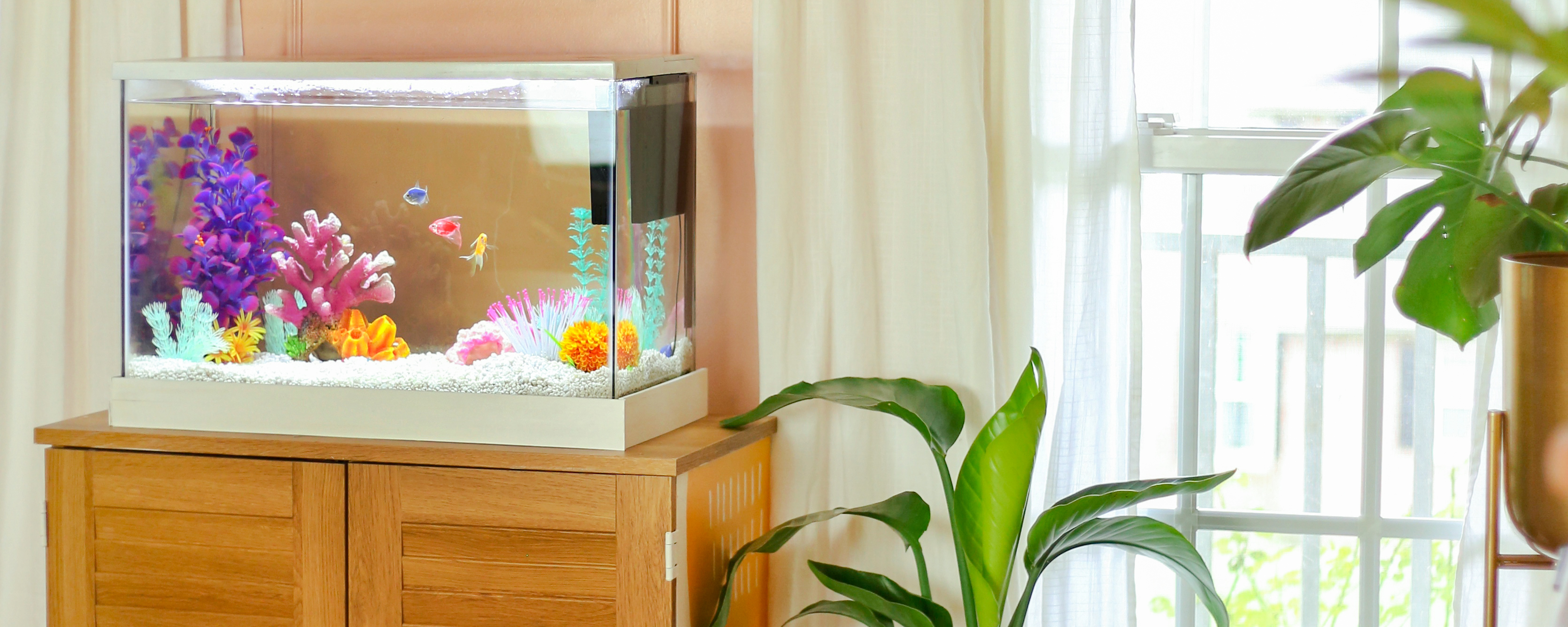 Petsmart neon fish outlet tank