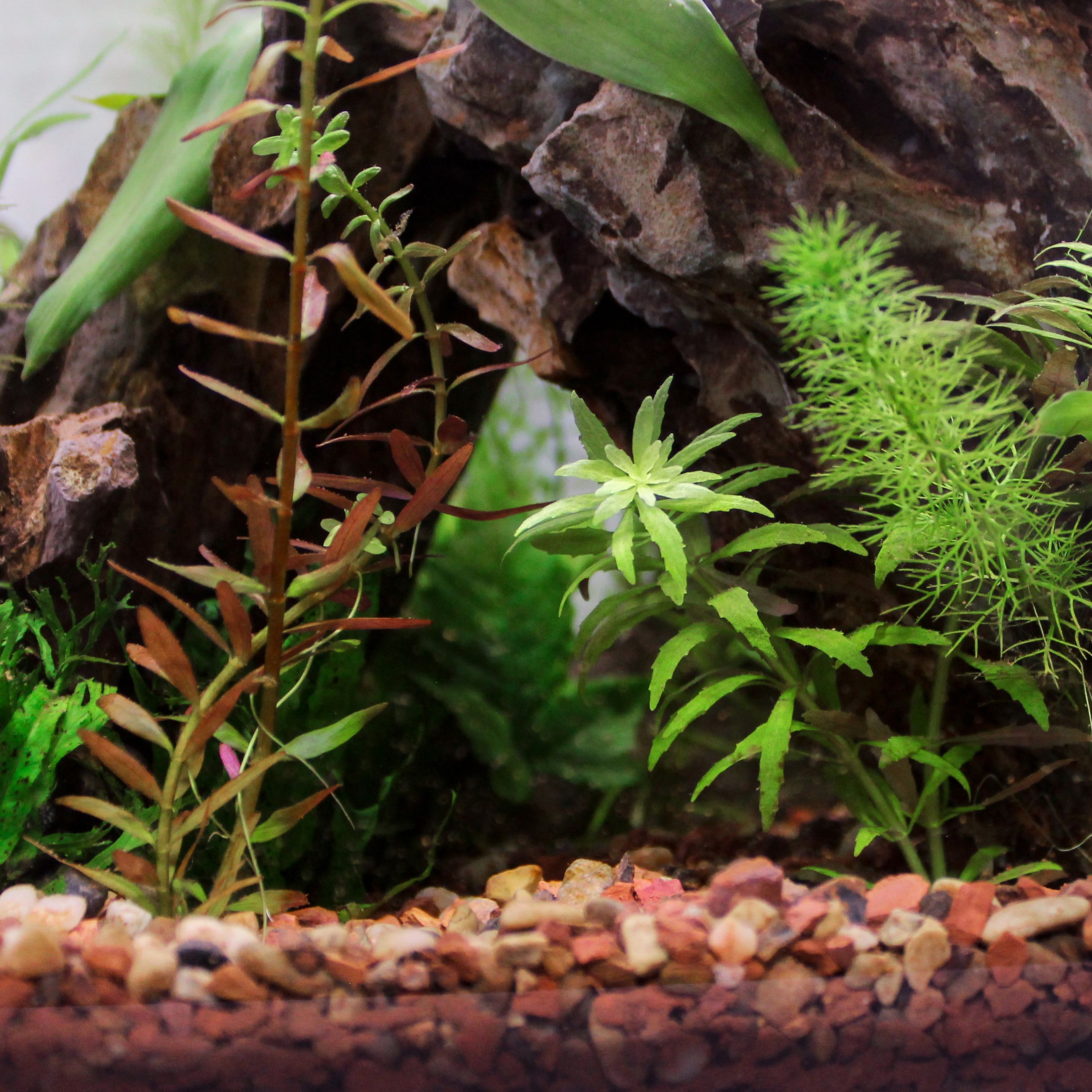 shop live plants