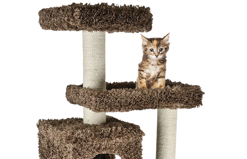 Cat Supplies Accessories & Products for Cats PetSmart