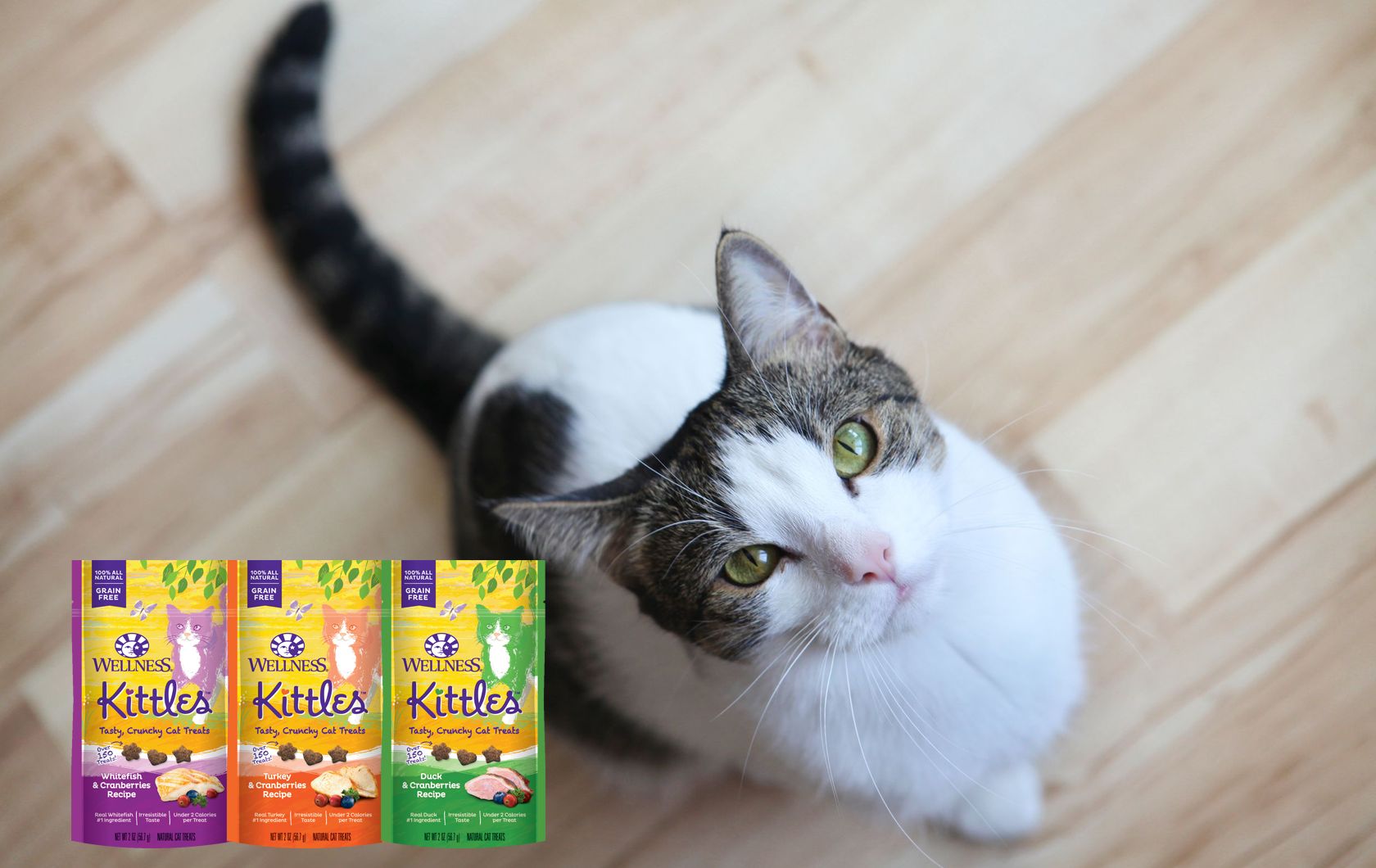 Wellness® Cat Food & Kitten Food PetSmart