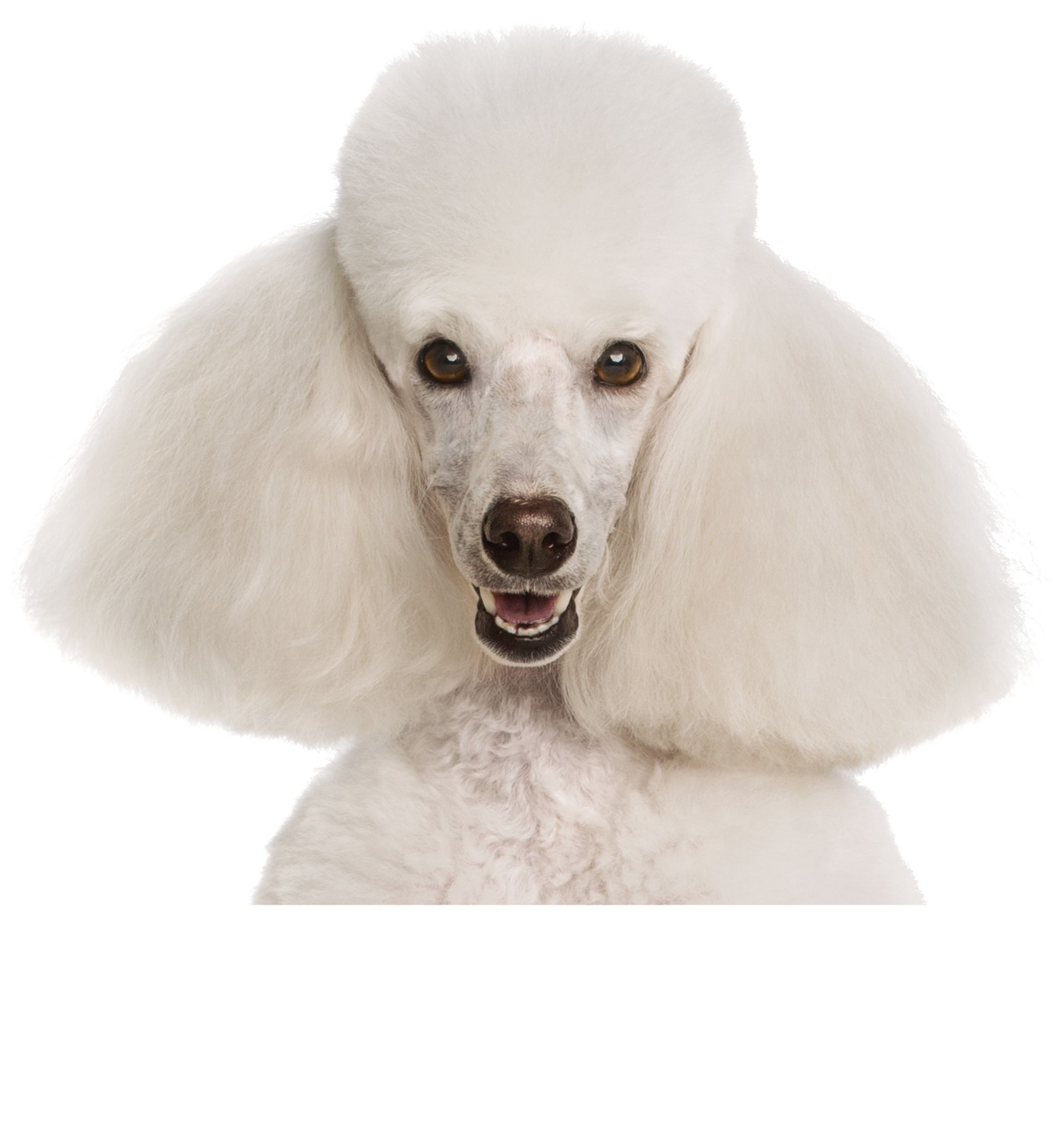 Pet Services Grooming, Training, Doggie Day Camp & More PetSmart