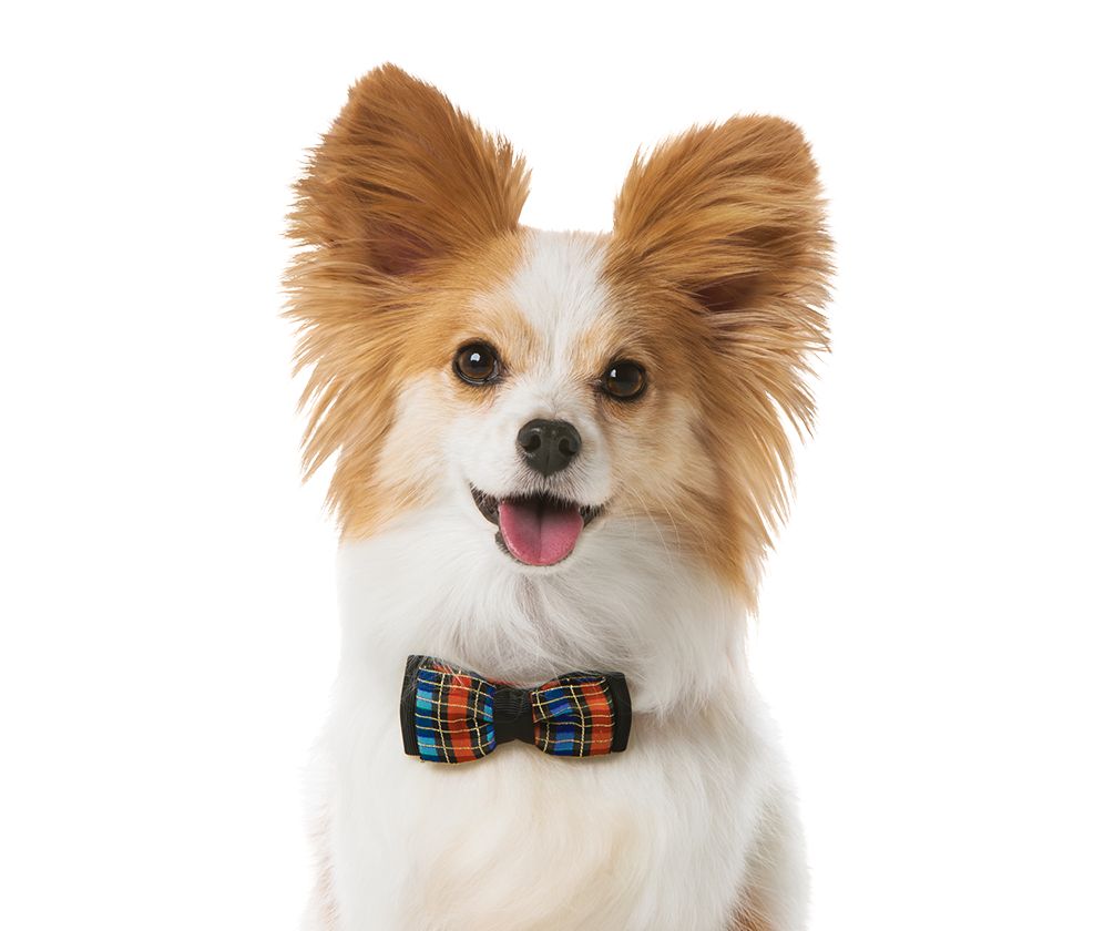 Pet Services: Grooming, Training, Doggie Day Camp & More | PetSmart