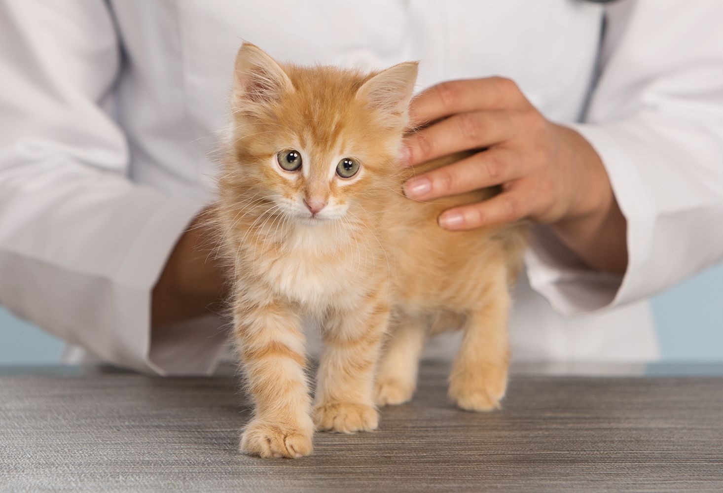 Banfield Pet Hospital: Veterinary Health Clinic | PetSmart