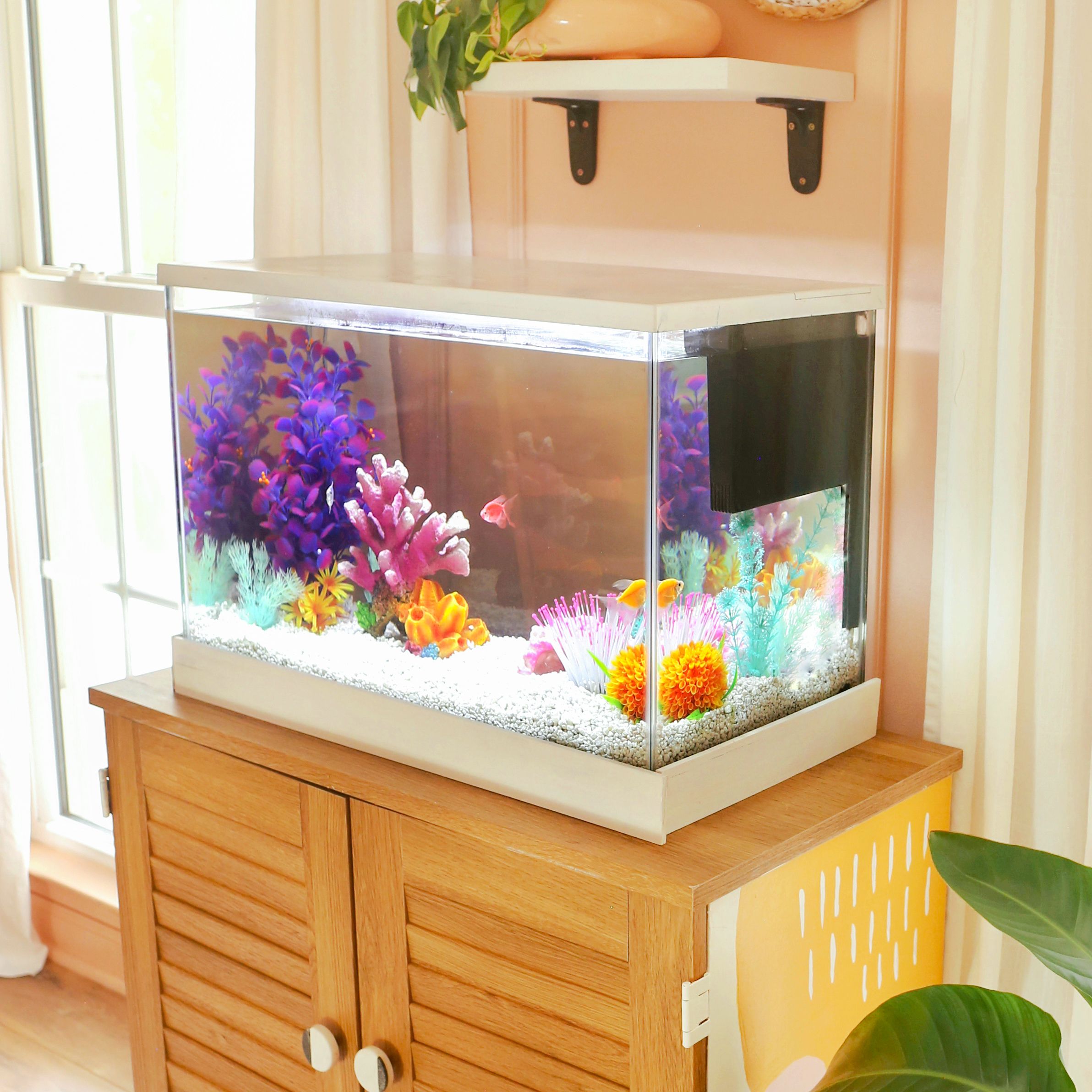 Glofish petsmart outlet canada