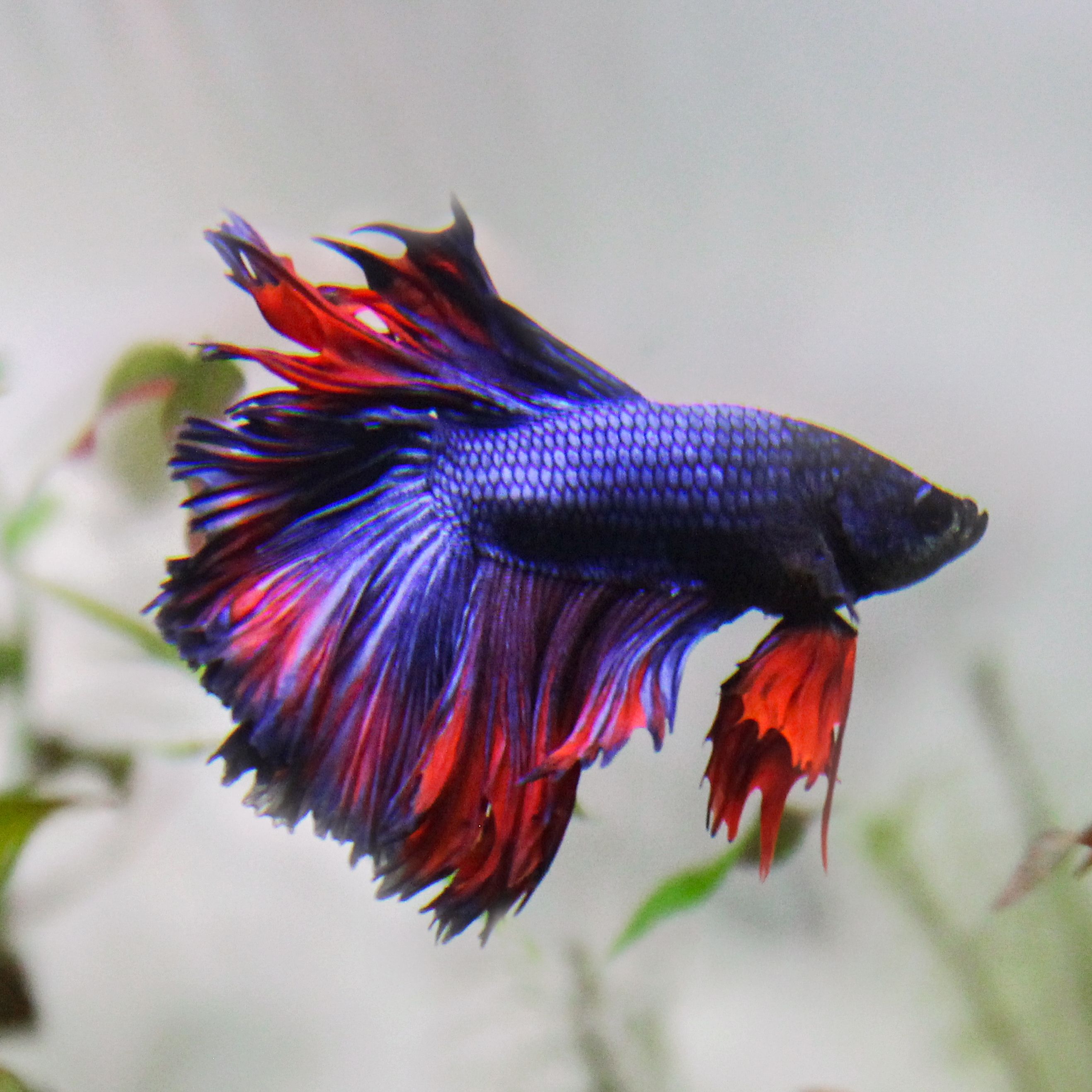 Petsmart betta store