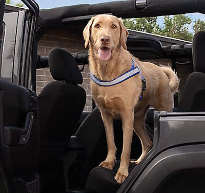 Tips for Safe Travels with Your Dog