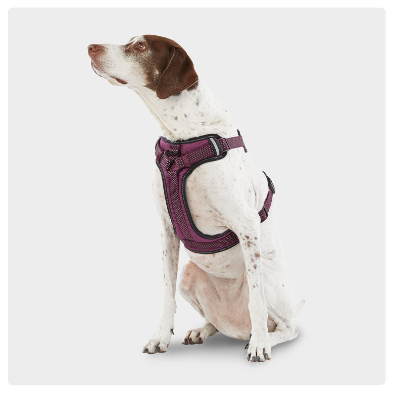 sale $9.99 Top Paw® ultra reflective dog harnesses