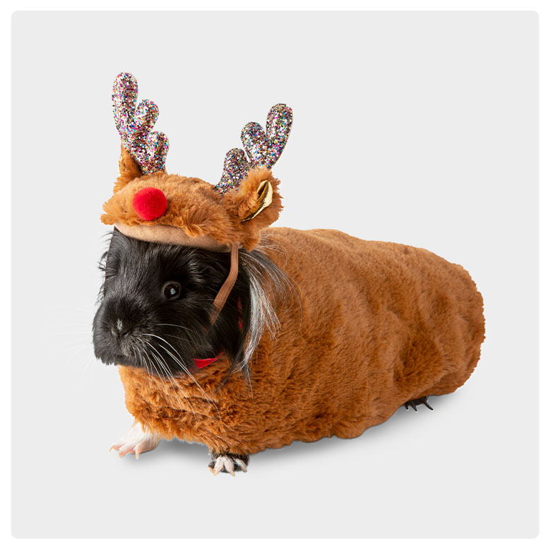 save 40% all small pet & reptile holiday costumes