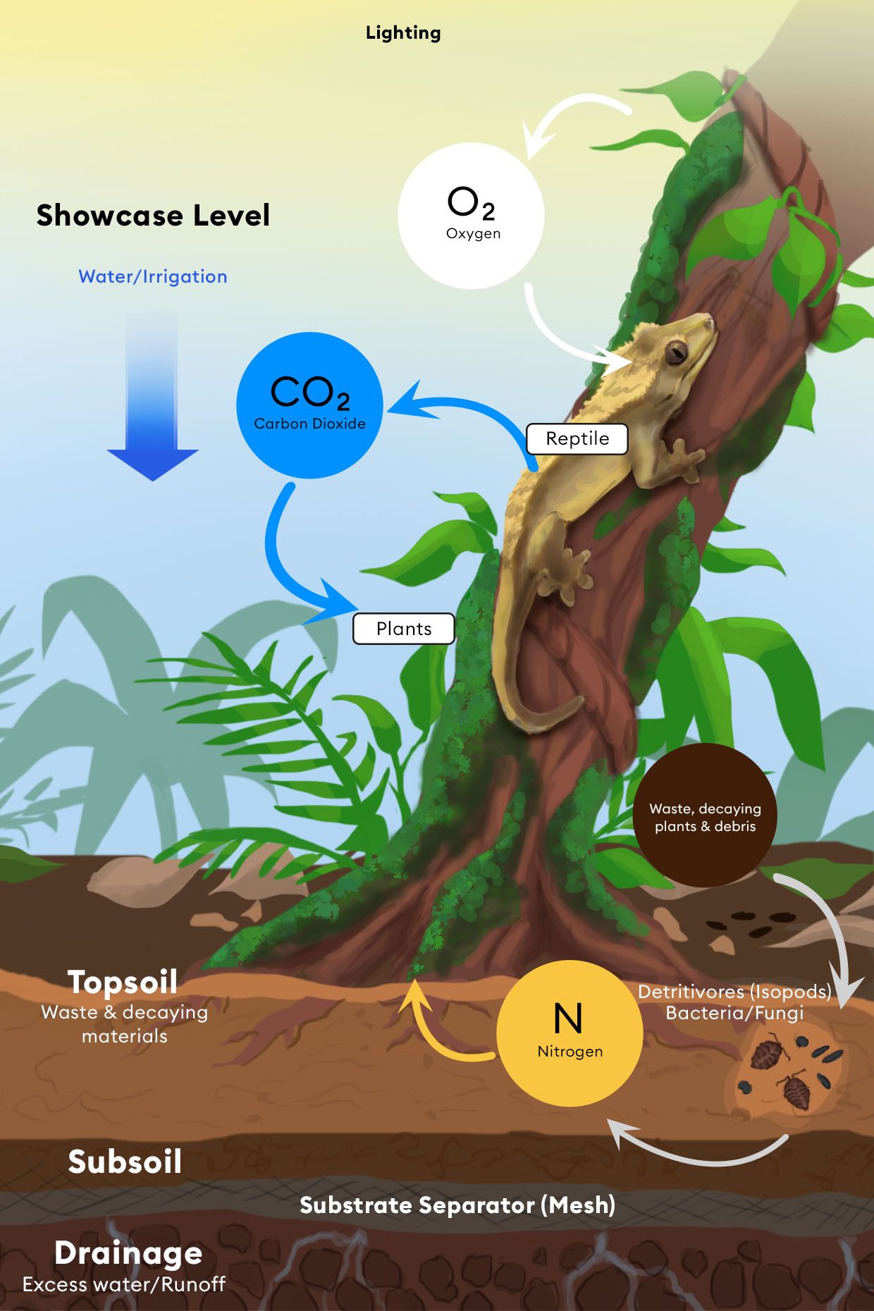 Lighting and Showcase level: water/irrigation, top soil, subsoil, drainage (excess water/ runoff)