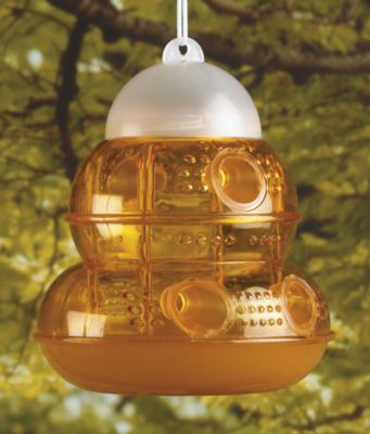 Yellow Jacket and Wasp Trap