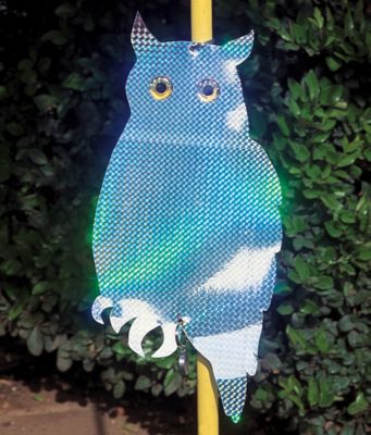 Guard Owl
