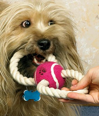 Figure 8 Dog Toy