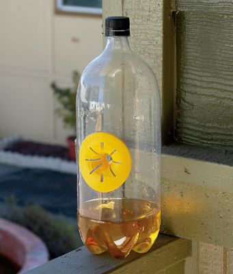 Wasp Traps - Set of 6