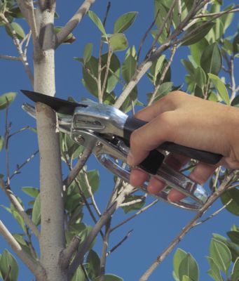 Ratchet Pruner