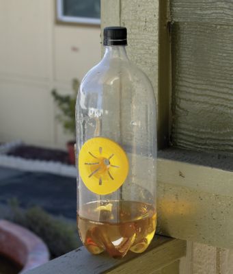 Wasp Traps - Set of 6