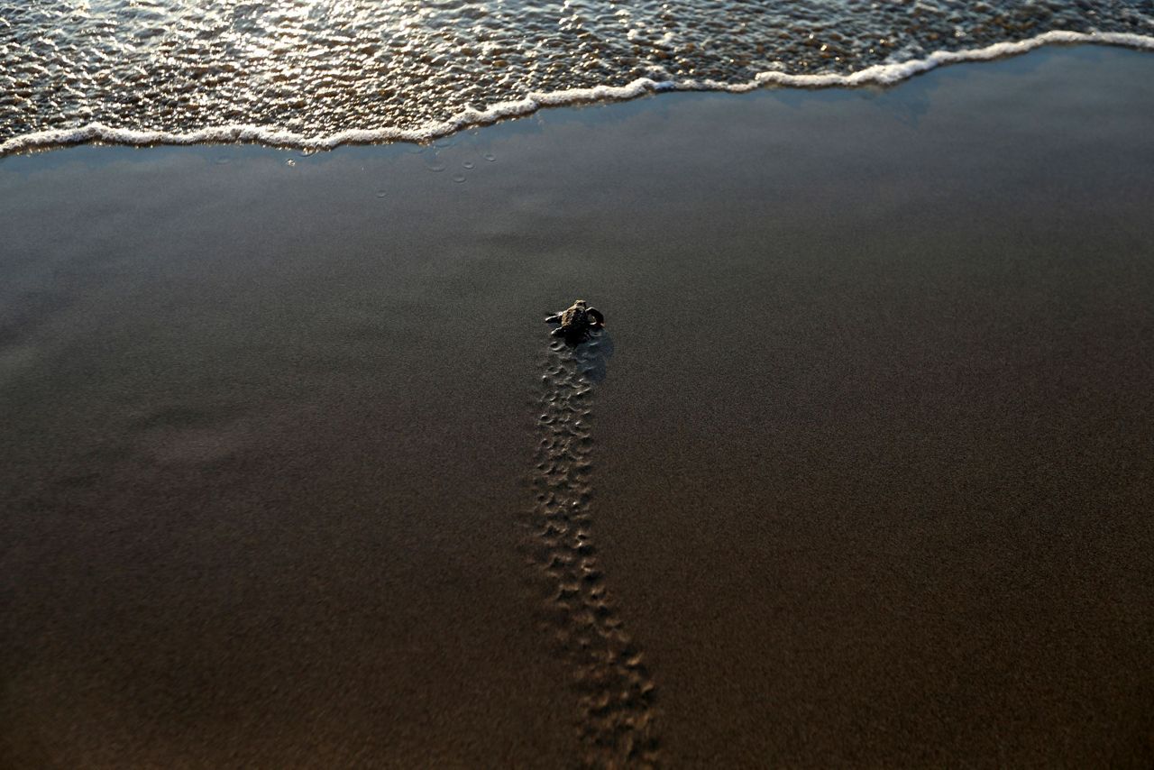 Endangered Green Loggerhead Turtles Make Comeback In Cyprus