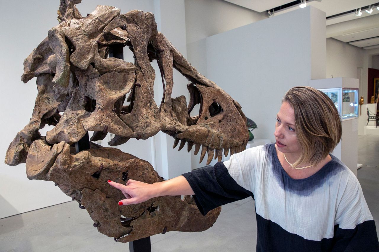 T Rex Skull Unearthed In South Dakota To Be Auctioned In NY