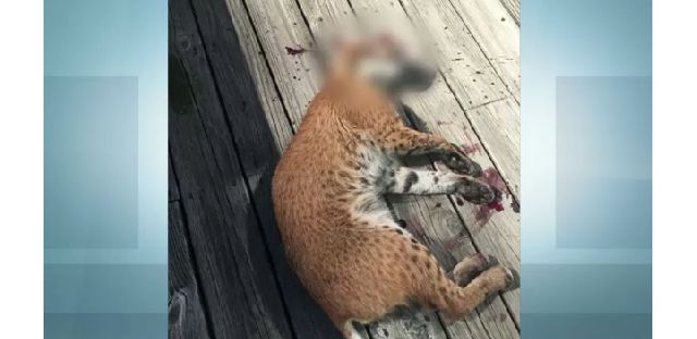 Albany County Sheriff Confirms Bobcat in New Scotland Attack Had Rabies - TWC News